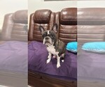 Small Photo #1 Faux Frenchbo Bulldog-French Bulldog Mix Puppy For Sale in MOUNDRIDGE, KS, USA