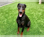 Small Doberman Pinscher Mix