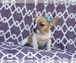 Small #12 French Bulldog-Jack Russell Terrier Mix
