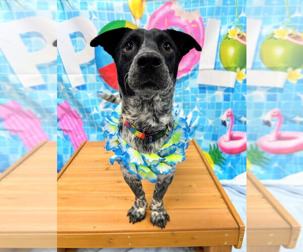 Medium Photo #3 Mutt Puppy For Sale in Bryant, AR, USA