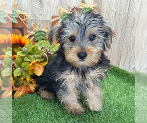 Yorkshire Terrier Puppy for Sale in DUNDEE, Ohio USA