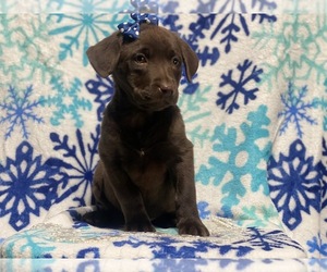 Labrador Retriever Puppy for sale in CEDAR LANE, PA, USA