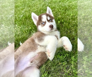 Siberian Husky Puppy for sale in GREENFIELD, IN, USA