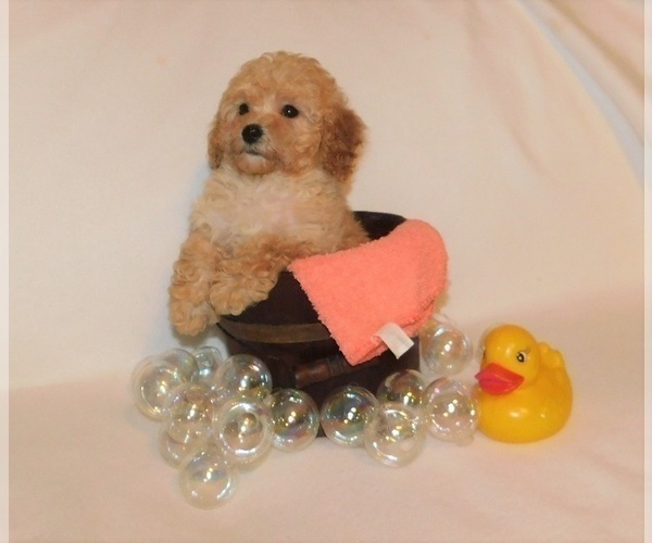 Medium Photo #1 Poodle (Toy) Puppy For Sale in WARRENSBURG, MO, USA