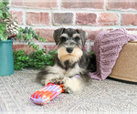 Small Photo #8 Schnauzer (Miniature) Puppy For Sale in SYRACUSE, IN, USA