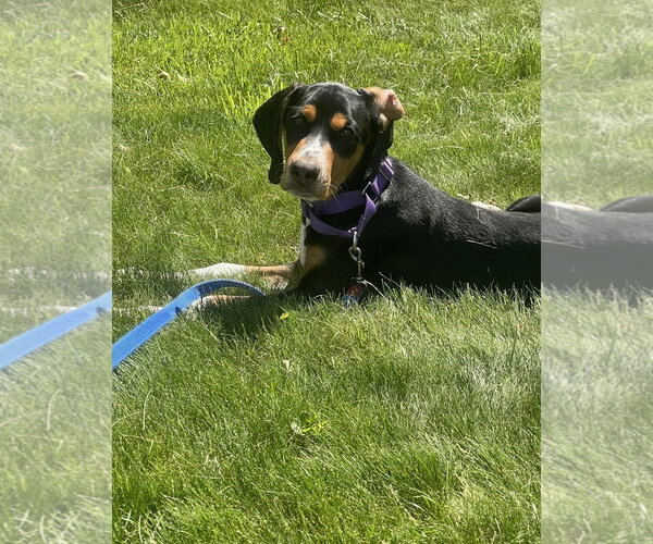 Medium Photo #5 Mutt Puppy For Sale in Rockaway, NJ, USA