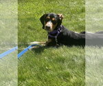 Small #4 Mutt