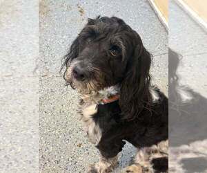 Mutt Dogs for adoption in New York, NY, USA