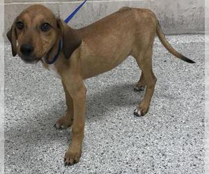Labrador Retriever Dogs for adoption in Conroe, TX, USA
