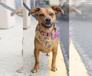 Honeybee - Female Mutt Dog for Adoption - Photo #31