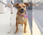 Small Photo #31 Mutt Puppy For Sale in Mundelein, IL, USA