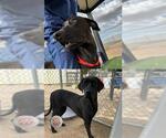 Small Great Dane Mix