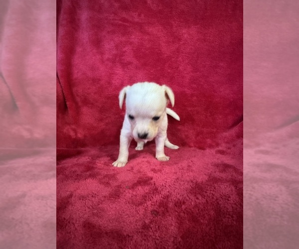 Medium Photo #7 Chihuahua Puppy For Sale in SHERMAN, TX, USA