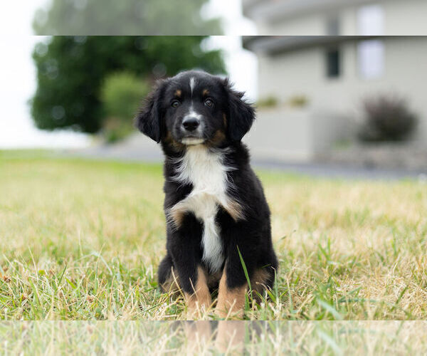 Medium Photo #6 Miniature Australian Shepherd Puppy For Sale in WARSAW, IN, USA