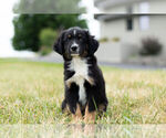 Small Photo #6 Miniature Australian Shepherd Puppy For Sale in WARSAW, IN, USA