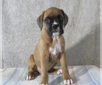 Puppy Daffy Boxer