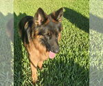 Small Photo #5 German Shepherd Dog Puppy For Sale in Plantation, FL, USA