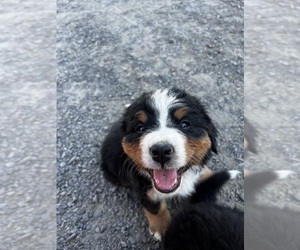 Bernese Mountain Dog Puppy for sale in VIOLA, ID, USA