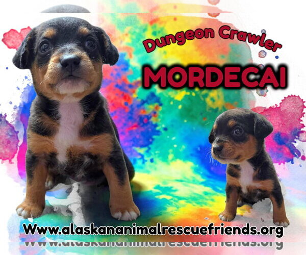 Medium Photo #3 Mutt Puppy For Sale in Anchorage, AK, USA