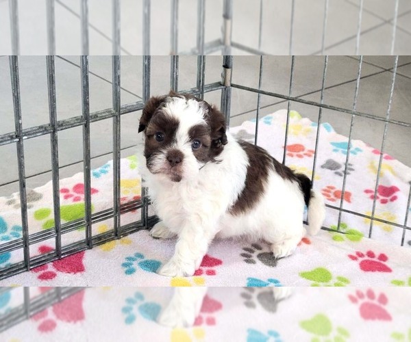 Medium Photo #9 ShihPoo Puppy For Sale in ORO VALLEY, AZ, USA