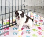 Small #8 ShihPoo