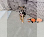 Small Photo #3 Mutt Puppy For Sale in Wyoming, MI, USA
