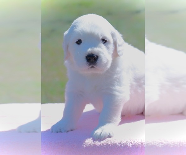 Medium Photo #1 English Cream Golden Retriever Puppy For Sale in NAPPANEE, IN, USA