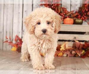 Poodle (Miniature) Puppy for sale in MOUNT VERNON, OH, USA