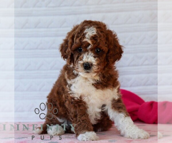 Medium Photo #2 Goldendoodle (Miniature) Puppy For Sale in LITITZ, PA, USA