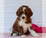 Small #1 Goldendoodle (Miniature)