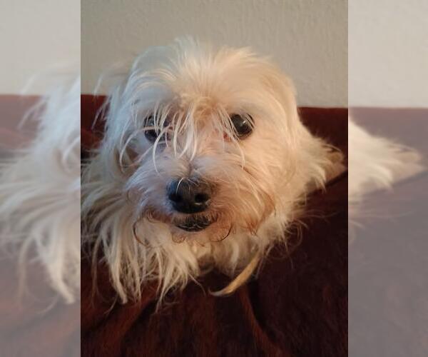 Medium Photo #1 Shih Tzu Puppy For Sale in San Antonio, TX, USA