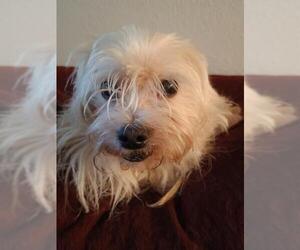 Shih Tzu Dogs for adoption in San Antonio, TX, USA