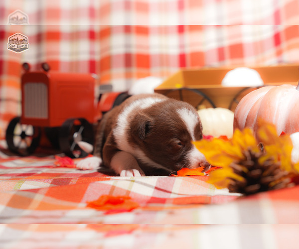 Medium Photo #2 Border Collie Puppy For Sale in FLORENCE, SC, USA