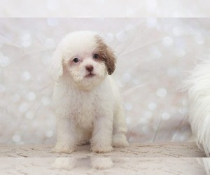 Shih-Poo Puppy for sale in MARIETTA, GA, USA