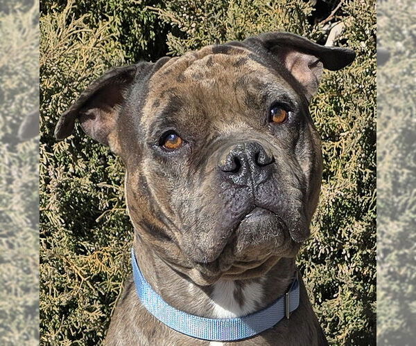 Medium Photo #1 American Staffordshire Terrier-Bulldog Mix Puppy For Sale in Albuquerque, NM, USA