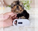 Small Photo #4 Yorkshire Terrier Puppy For Sale in ASTORIA, NY, USA