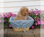 Small Photo #22 English Cream Golden Retriever Puppy For Sale in ATHENS, WI, USA