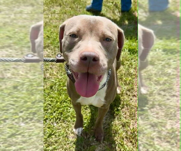 Medium Photo #3 Mutt Puppy For Sale in Abbeville, LA, USA