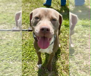 Julie - Female Mutt Dog for Adoption - Photo #3