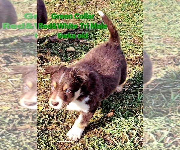 Medium Photo #2 Border Collie Puppy For Sale in BYBEE, TN, USA