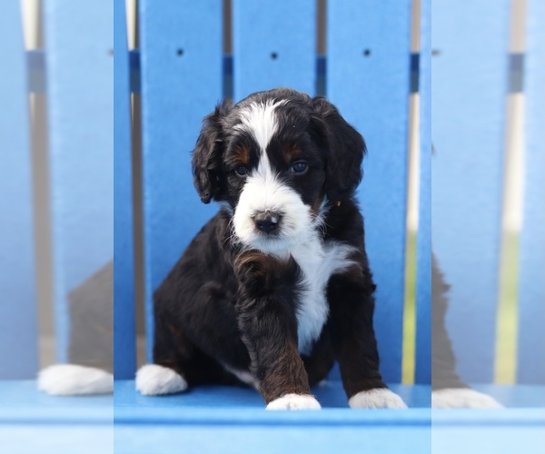 Medium Photo #1 Bernedoodle Puppy For Sale in DAYTONA BEACH, FL, USA
