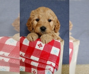 Golden Retriever-Poodle (Toy) Mix Puppy for Sale in DU QUOIN, Illinois USA