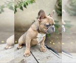 Small Photo #57 French Bulldog Puppy For Sale in HOUSTON, TX, USA