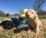 Small Photo #8 Goldendoodle Puppy For Sale in MAYFIELD, KY, USA
