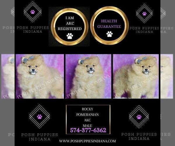 Medium Photo #3 Pomeranian Puppy For Sale in WARSAW, IN, USA