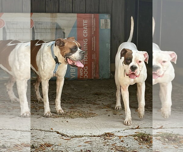 Medium Photo #7 Boxer Puppy For Sale in Dumont, NJ, USA