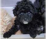 Small Photo #7 Pom-A-Poo Puppy For Sale in HENDERSON, NV, USA