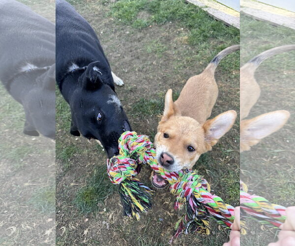 Medium Photo #5 Mutt Puppy For Sale in Sandy, UT, USA