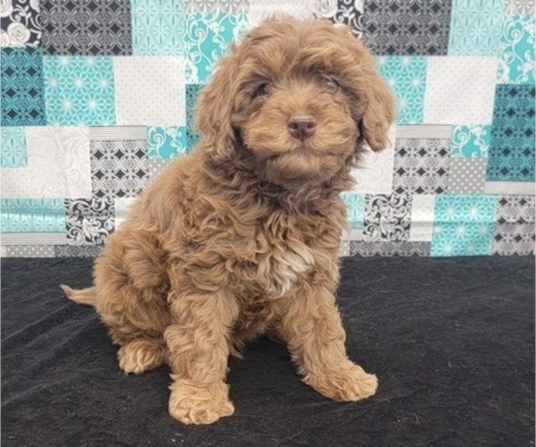 Medium Photo #2 Goldendoodle (Miniature) Puppy For Sale in BLAKESBURG, IA, USA