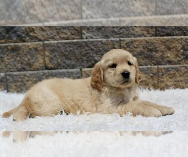 Medium Photo #1 Golden Retriever Puppy For Sale in BLUE ASH, OH, USA